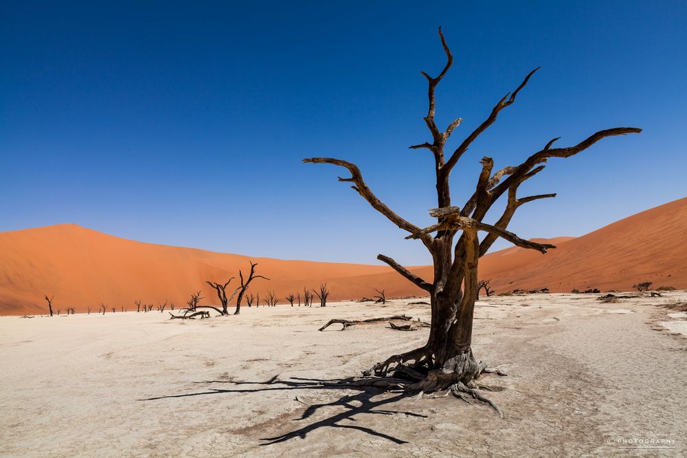 Old tree at dead vlei