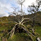 Old tree at Fairy Glen on Skye (Scotland)