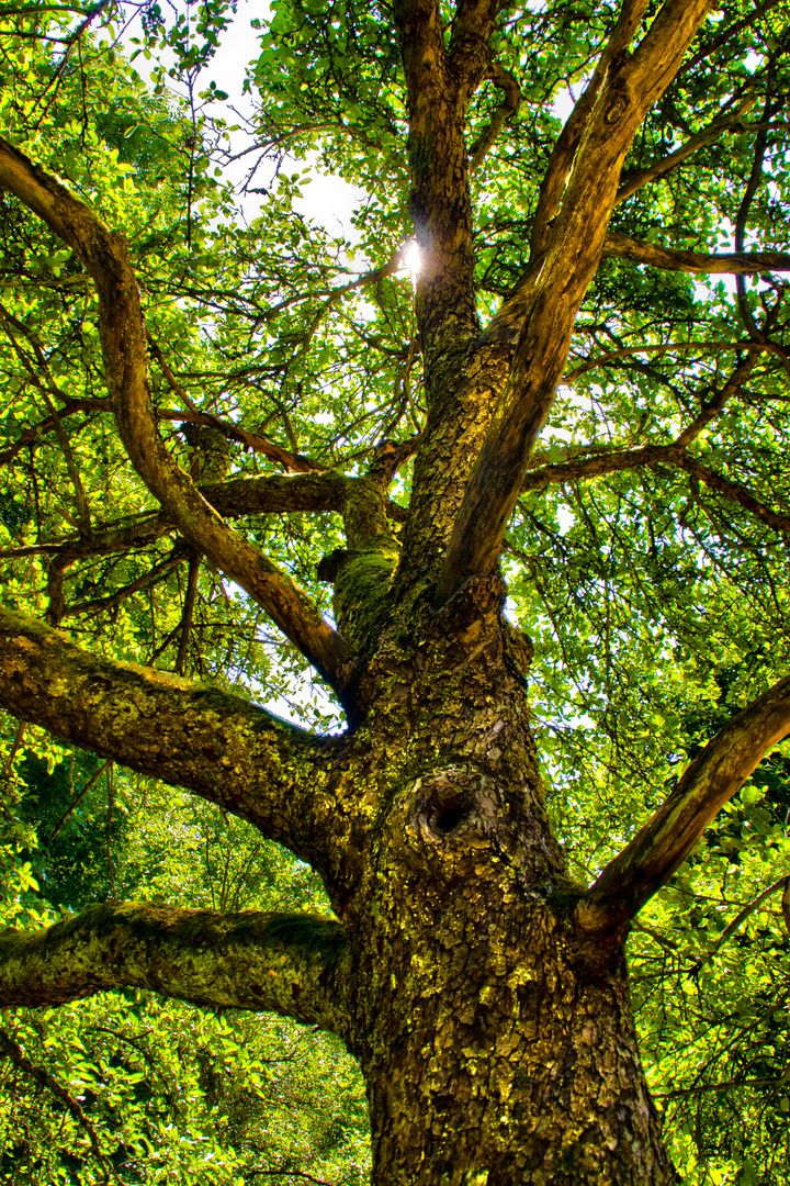 Old Tree at Langfigtal