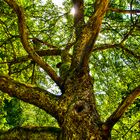 Old Tree at Langfigtal