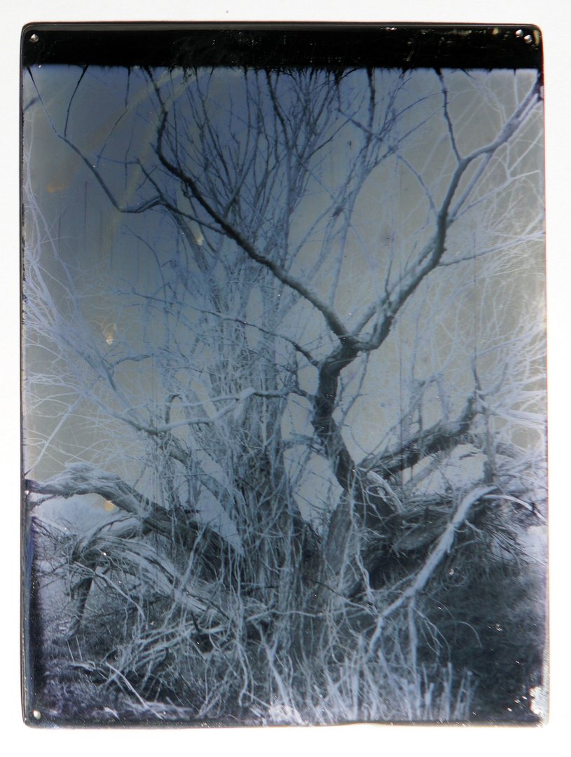 Old tree at the bordercreek