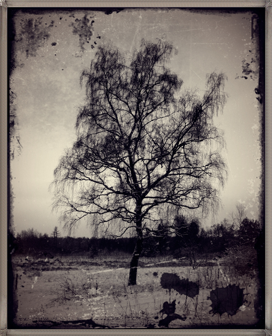 old tree