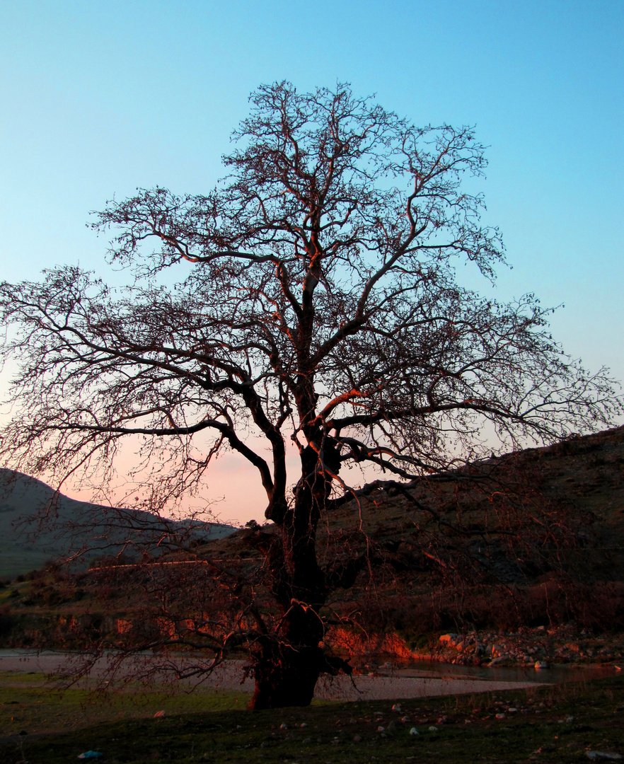 OLD TREE......