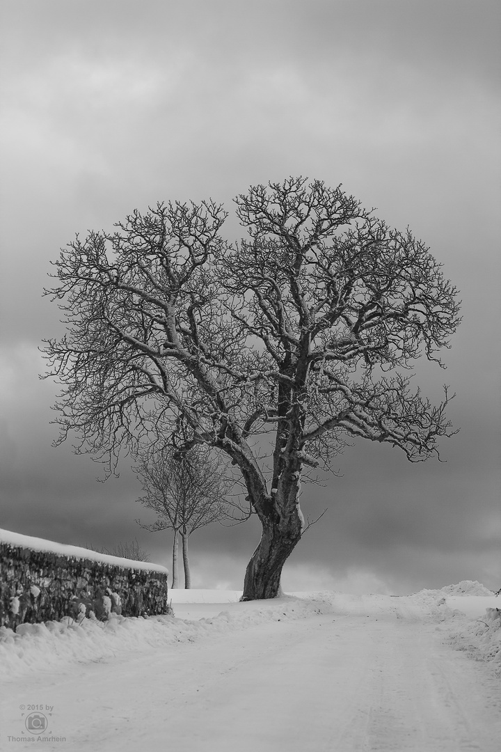 "Old Tree" (B&W)