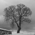 "Old Tree" (B&W)