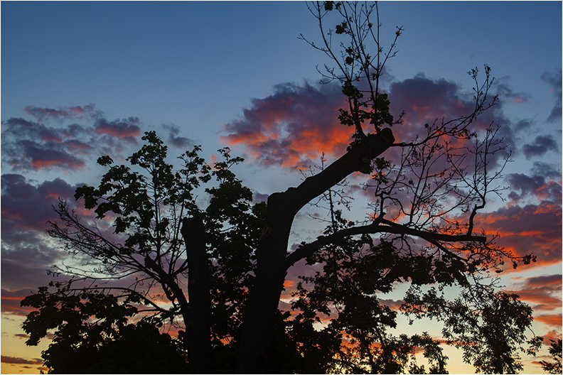 Old Tree 