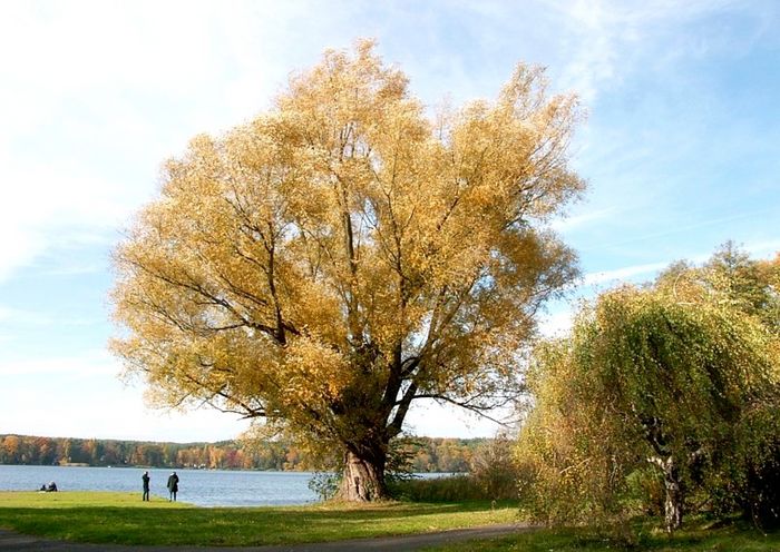 old tree