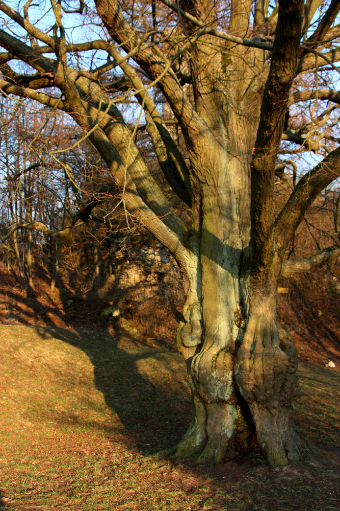 old Tree...