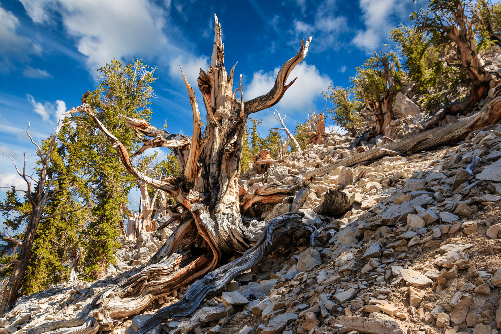 Old Tree