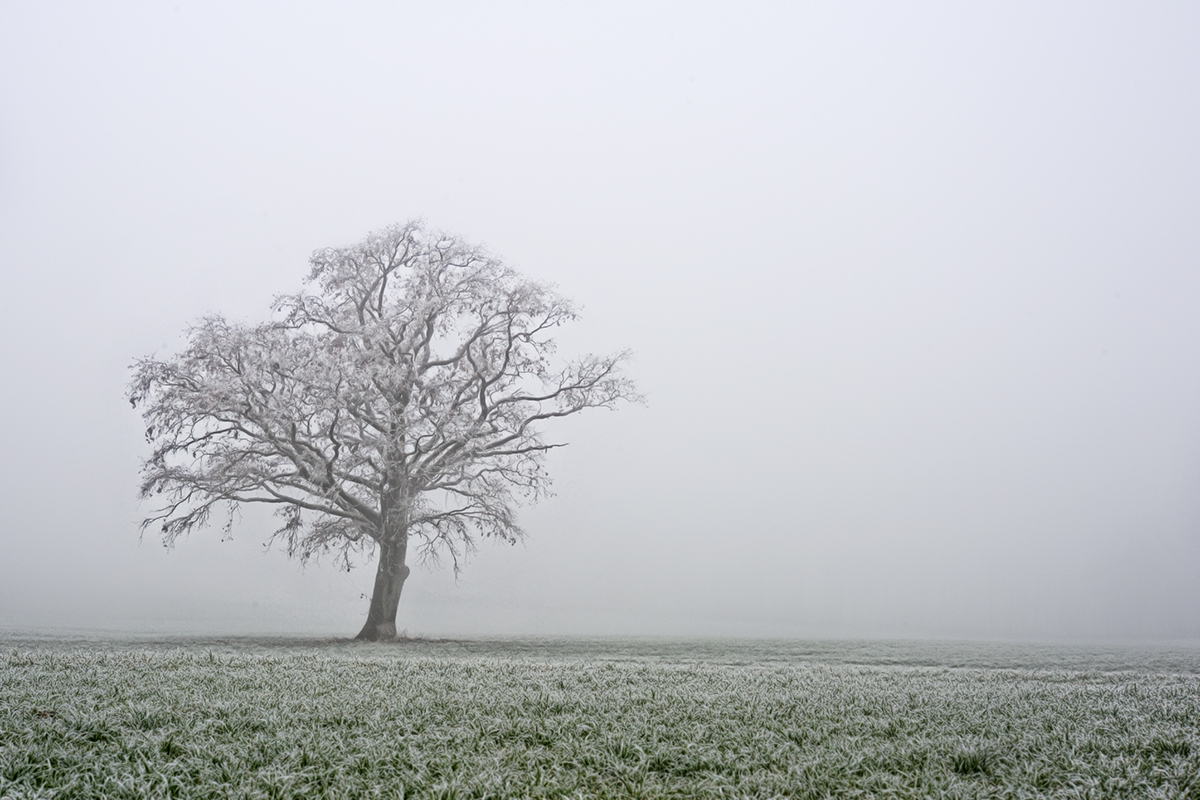 Old tree in fog