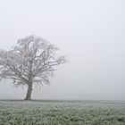 Old tree in fog