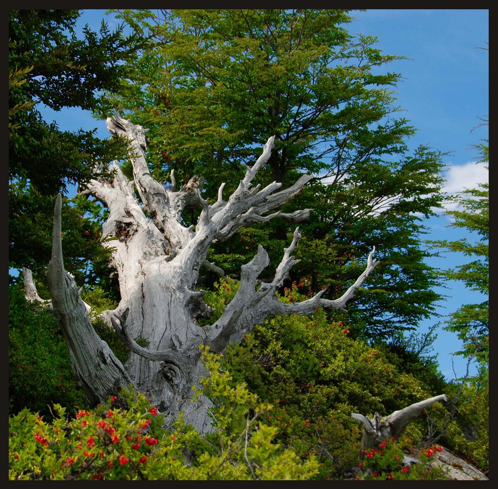 OLD TREE IN PERITO MORENO