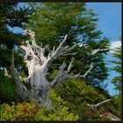 OLD TREE IN PERITO MORENO