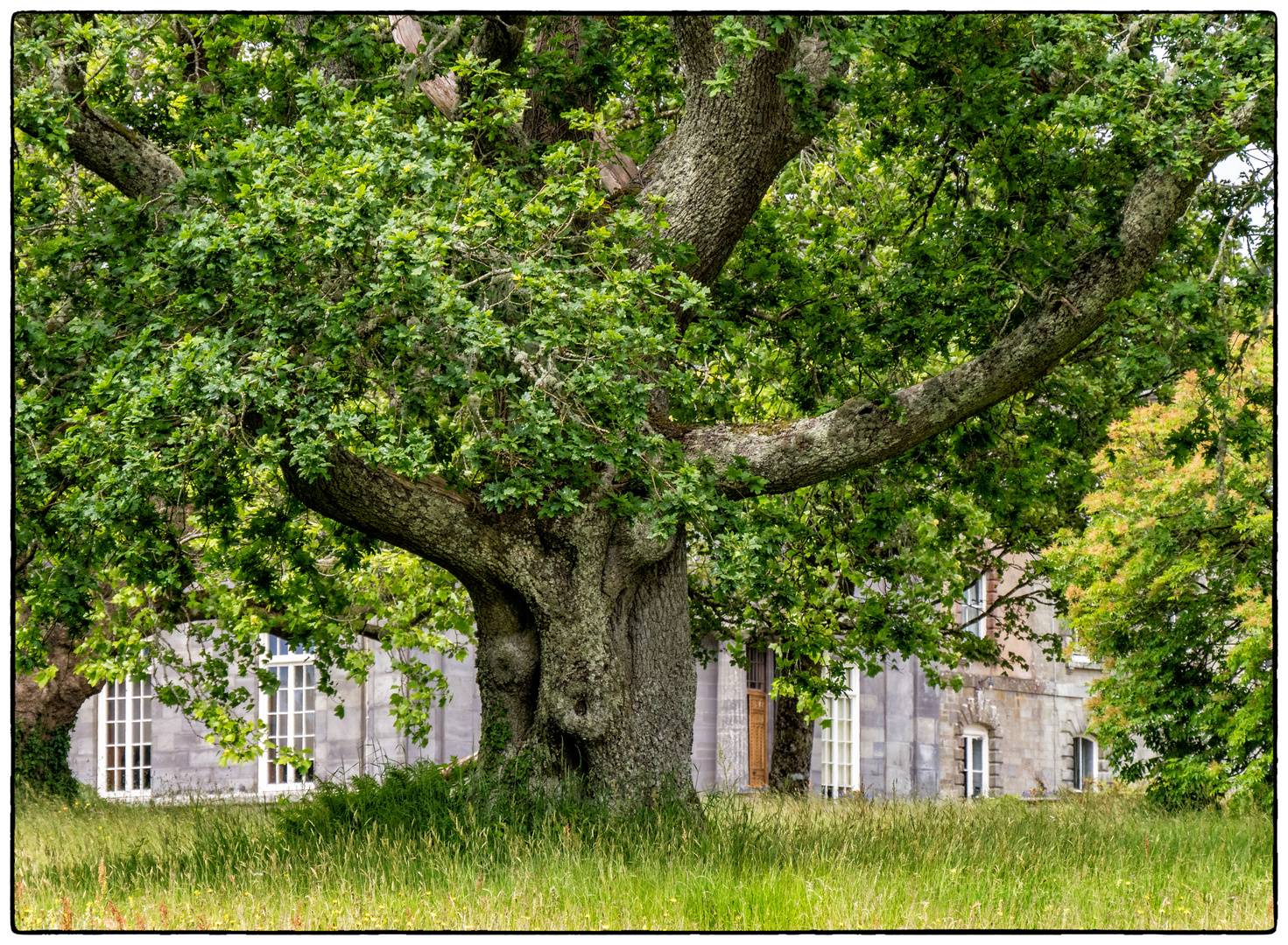 Old Tree in the Garden of Arlington Court 