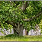 Old Tree in the Garden of Arlington Court 