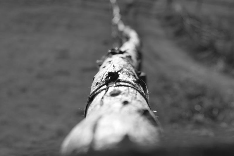 Old tree in the ground ...