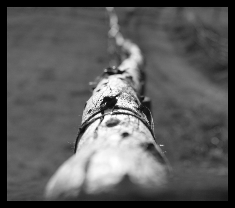 Old tree in the ground