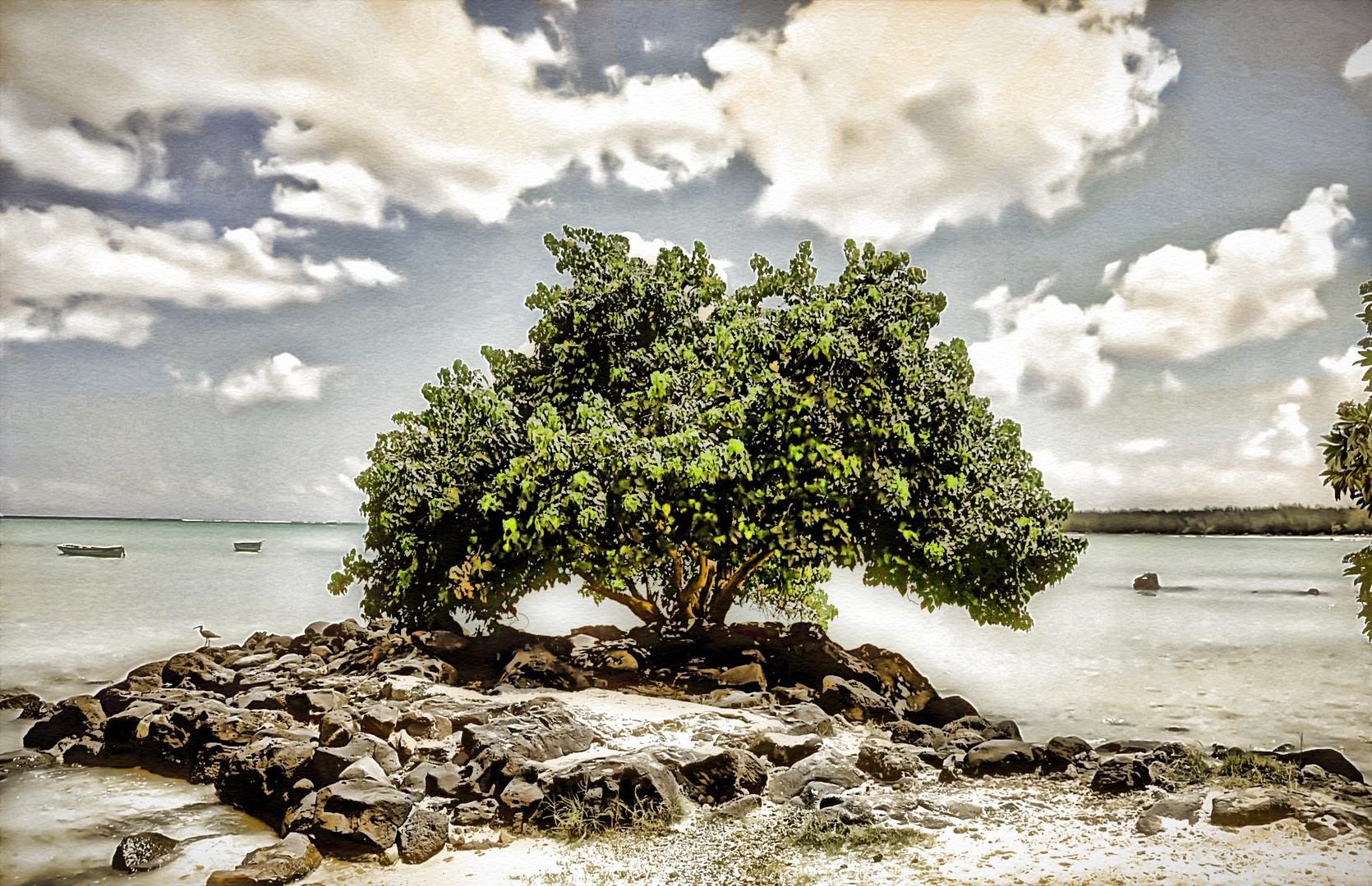 Old Tree Mauritius