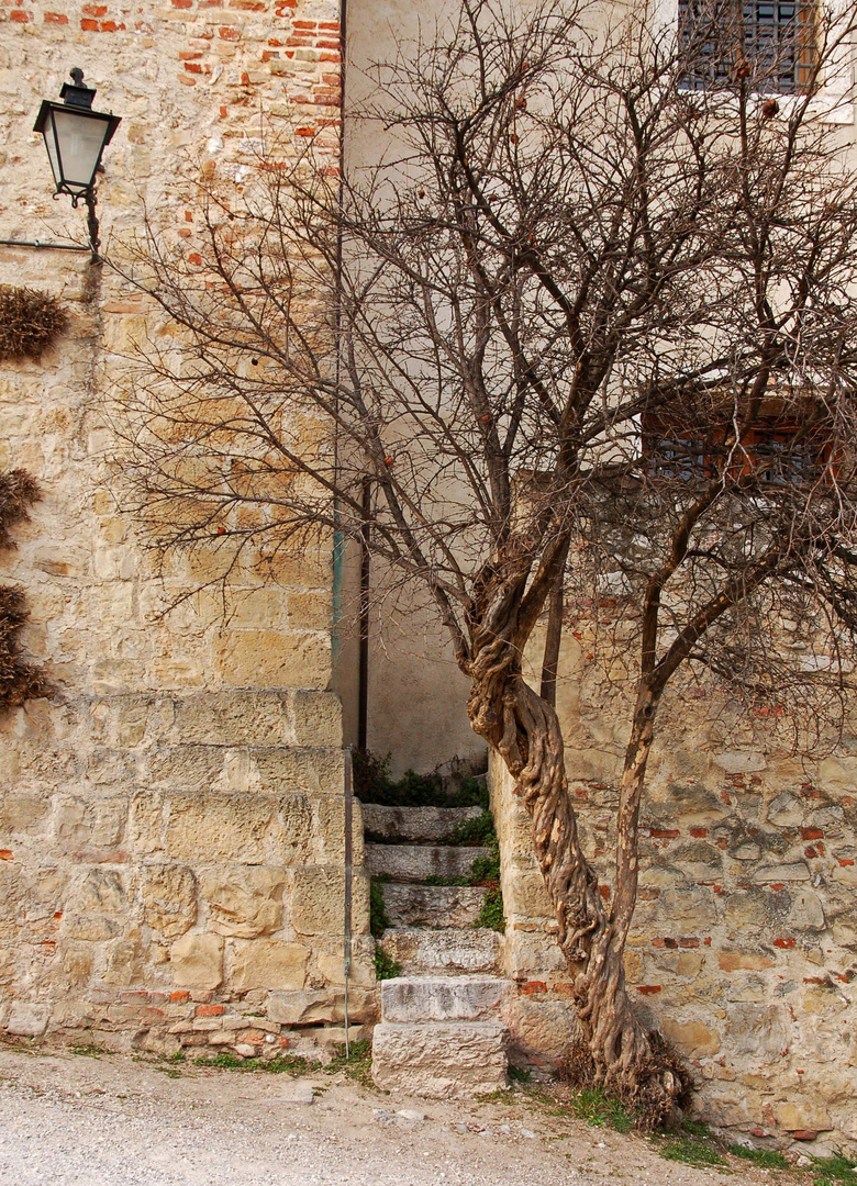 Old tree on castle of Asolo