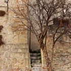 Old tree on castle of Asolo