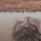 Old Tree over River