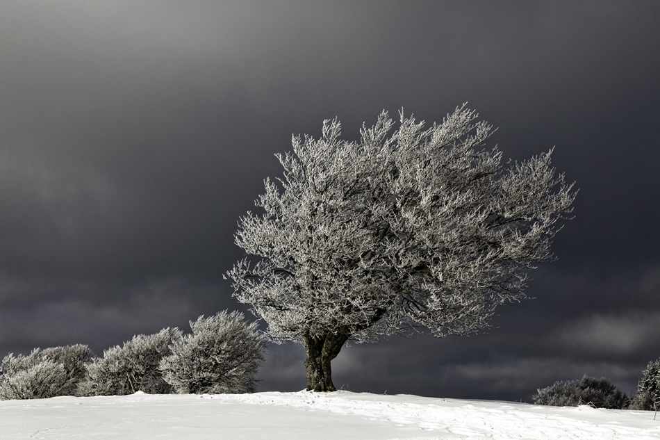 old trees