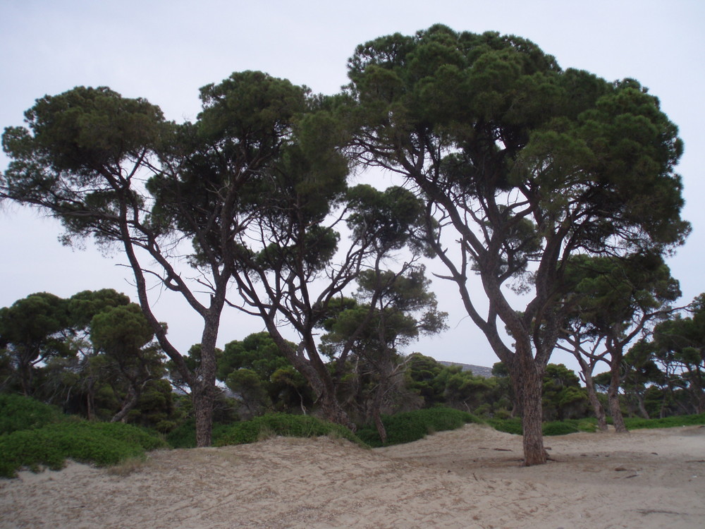 old trees by the sea