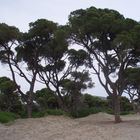 old trees by the sea