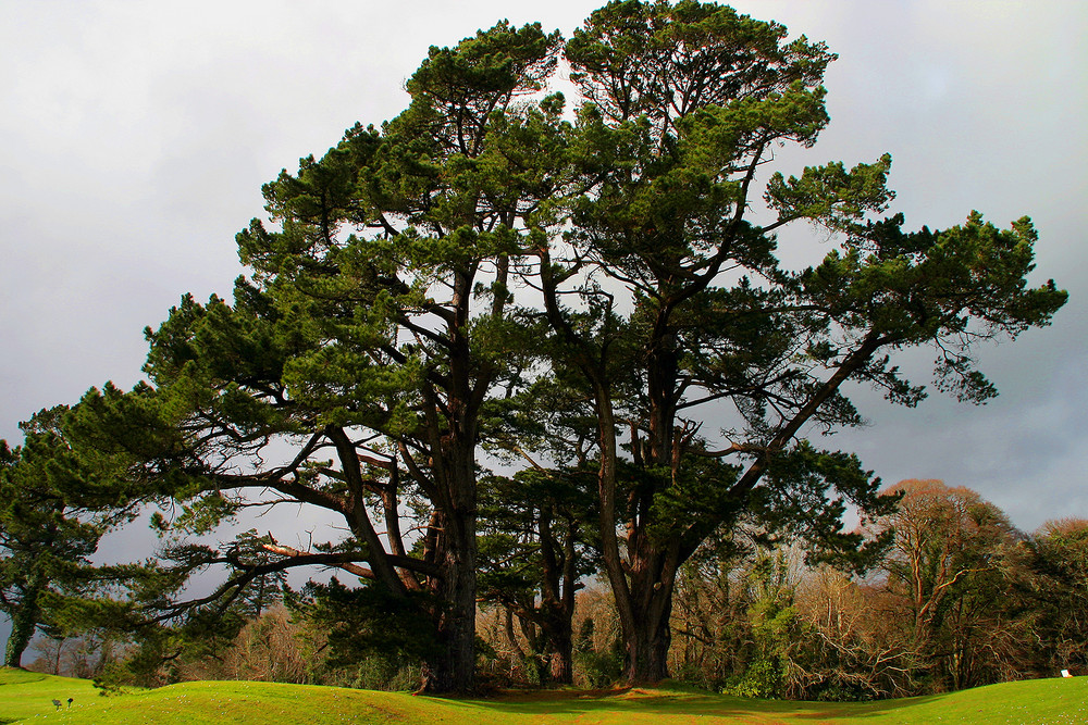 Old Trees