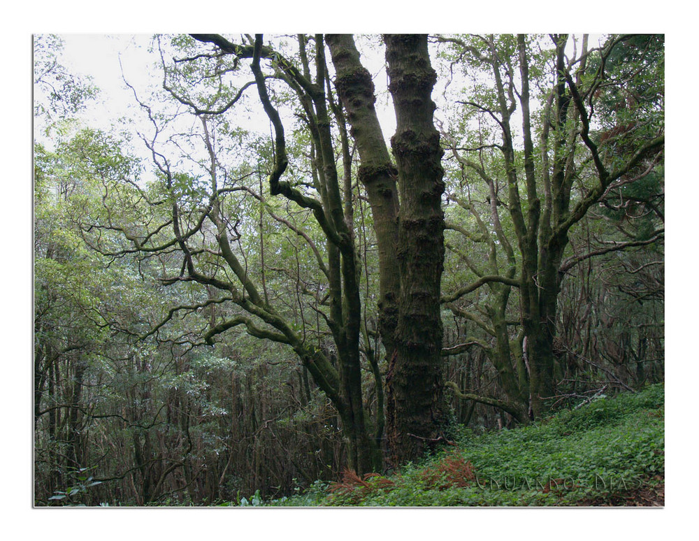 Old Trees