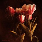 Old Tulips