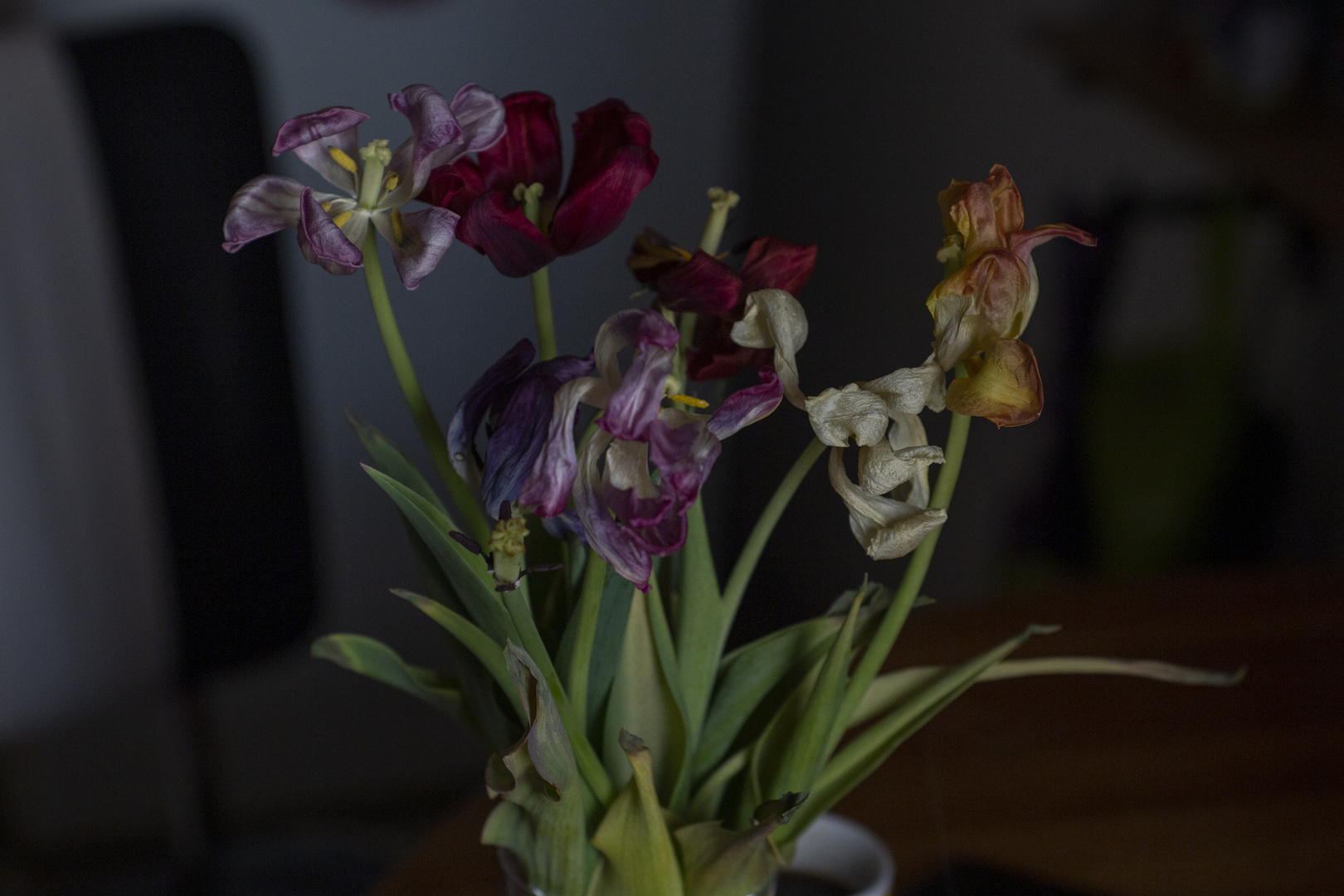 old tulips stilllife