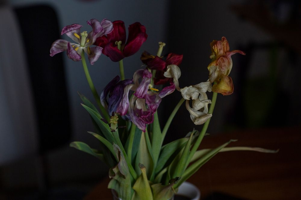 old tulips stilllife