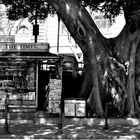 old, unlively tree and kiosk - anyway you can get the daily news