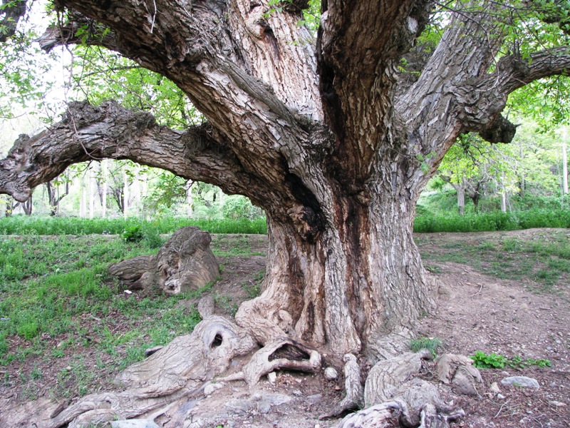 Old Walnut Tree