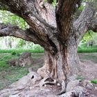 Old Walnut Tree