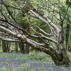 old weathered and young blossoming