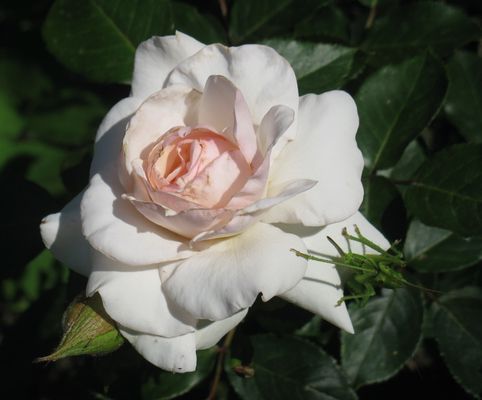 old white rose & big green grasshopper