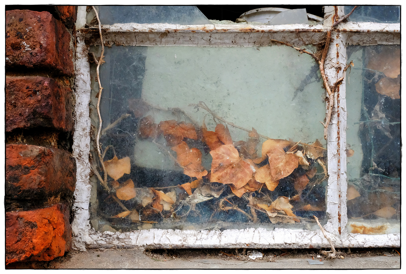 old window; nature inside