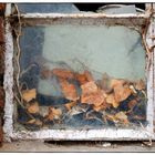 old window; nature inside