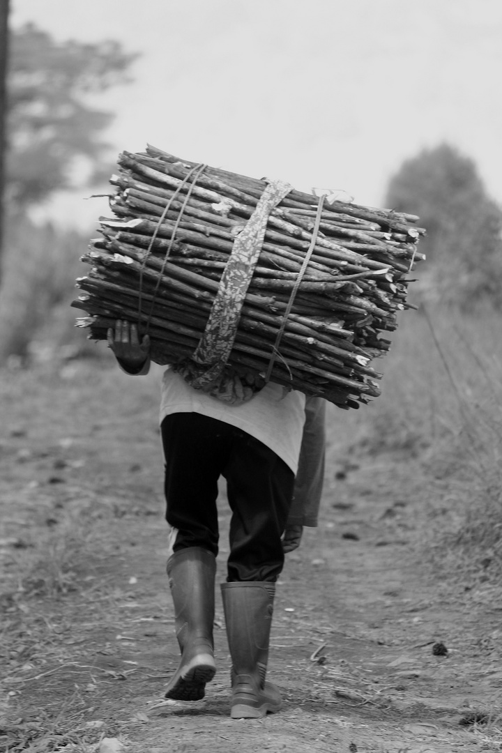 Old woman in Bandung Indonesia  carried fired wood to sell it in the city.