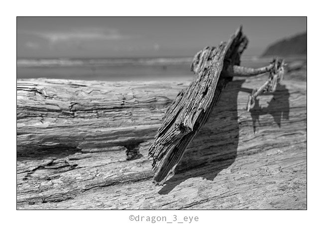 Old Wood 3