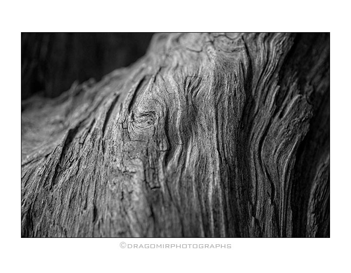 Old Wood 