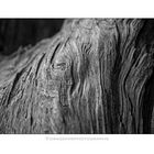 Old Wood 