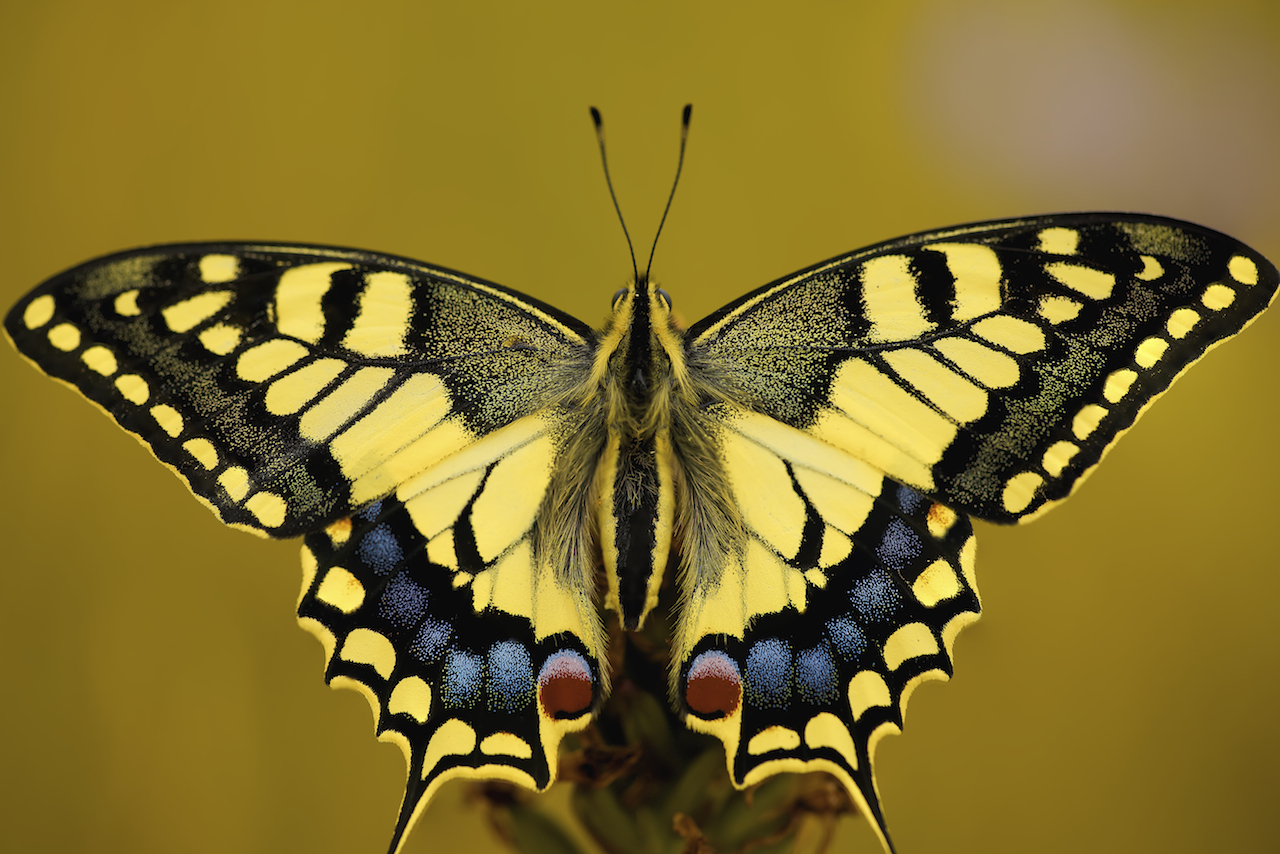 Old World Swallowtail