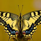 Old World Swallowtail