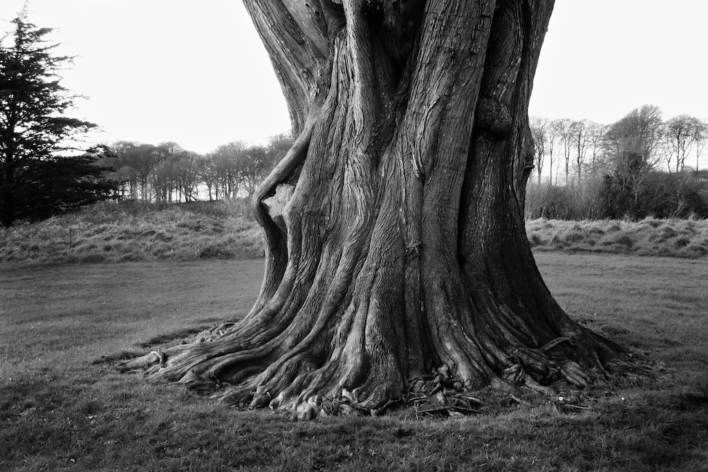 Old Yew Tree