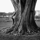 Old Yew Tree