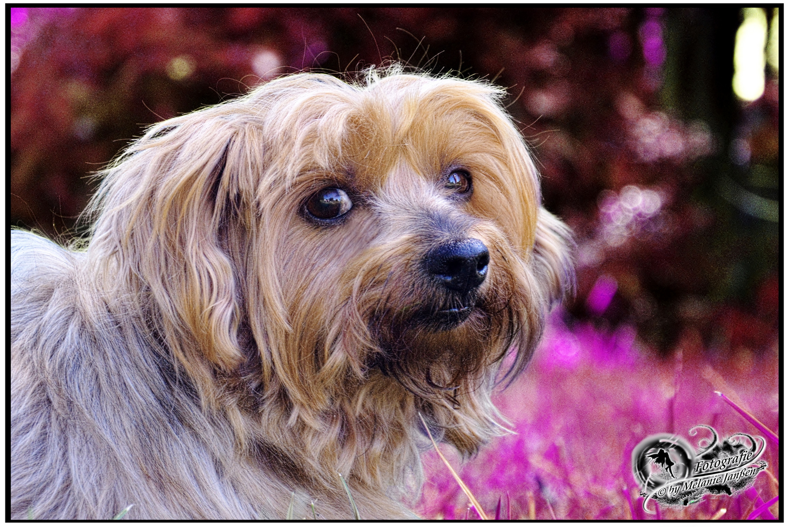 Old Yorkshire Terrier Hündin