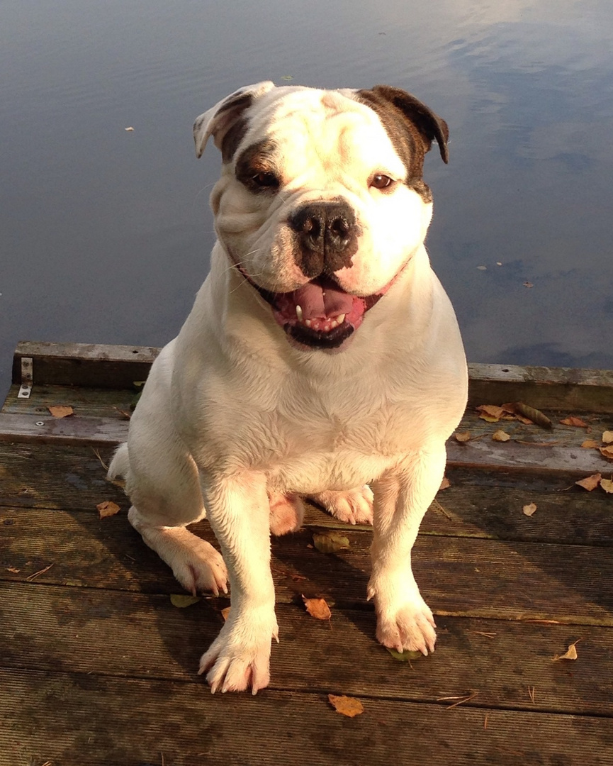 Olde English Bulldog 2